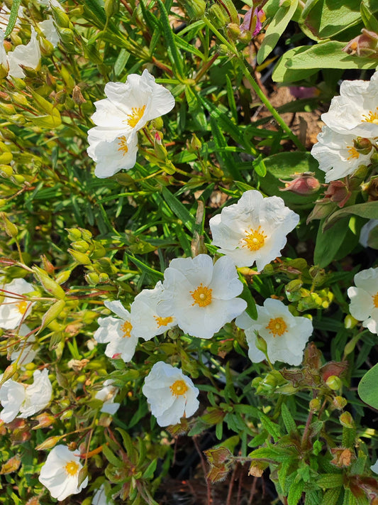 Cistus x heterocalyx 'Chelsea Bonnet' - Herrenkamper Gärten - Pflanzenraritäten