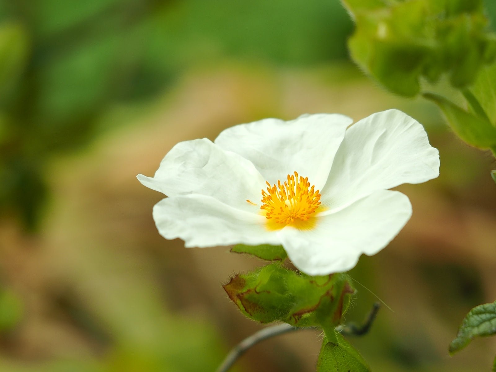 Cistus x laxus 'Snow White' - Herrenkamper Gärten - Pflanzenraritäten