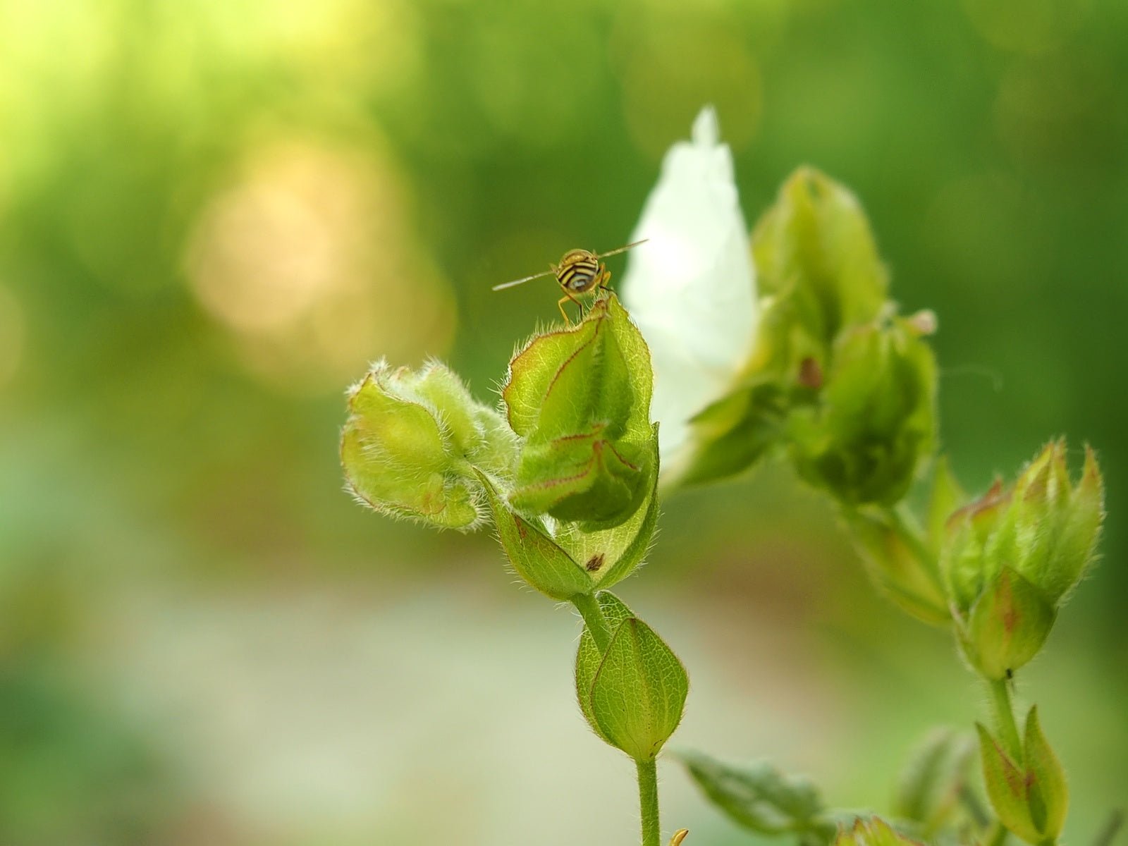 Cistus x laxus 'Snow White' - Herrenkamper Gärten - Pflanzenraritäten