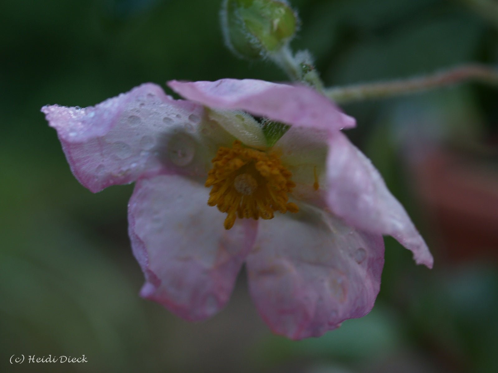 Cistus x lenis 'Grayswood Pink' - Herrenkamper Gärten - Pflanzenraritäten