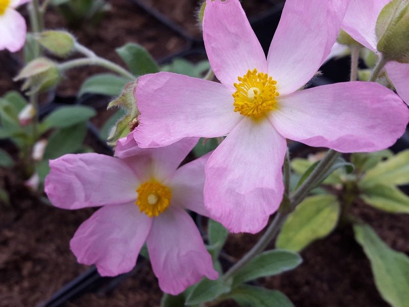 Cistus x lenis 'Grayswood Pink' - Herrenkamper Gärten - Pflanzenraritäten