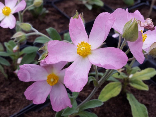 Cistus x lenis 'Grayswood Pink' - Herrenkamper Gärten - Pflanzenraritäten