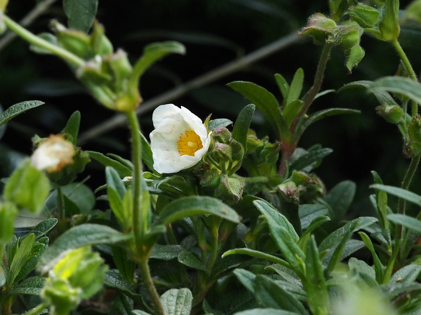 Cistus x oblongifolia - Herrenkamper Gärten - Pflanzenraritäten