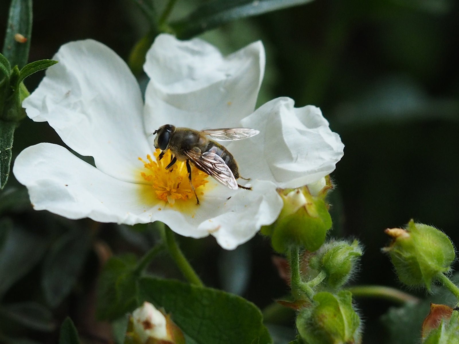 Cistus x oblongifolia - Herrenkamper Gärten - Pflanzenraritäten