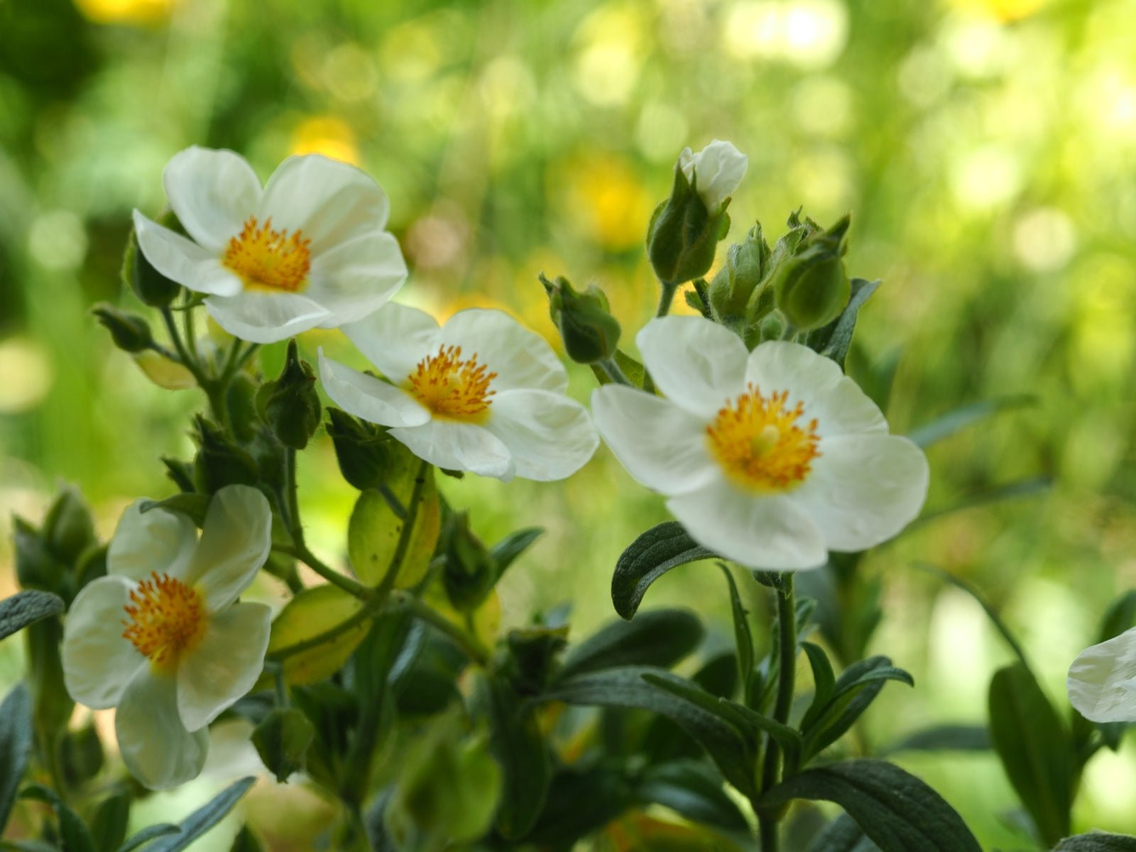 Cistus x oblongifolia - Herrenkamper Gärten - Pflanzenraritäten