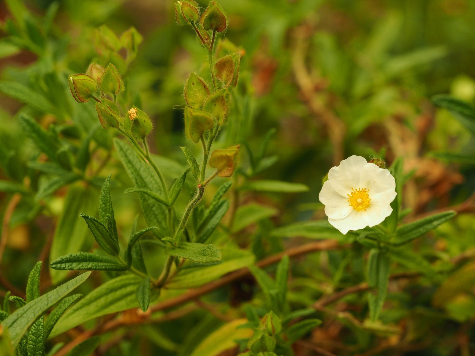 Cistus x platycephalus - Herrenkamper Gärten - Pflanzenraritäten