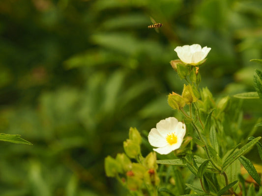 Cistus x platycephalus - Herrenkamper Gärten - Pflanzenraritäten