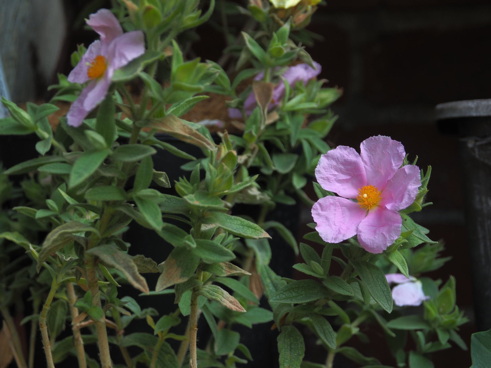 Cistus x pulverulentus 'Fiona' - Herrenkamper Gärten - Pflanzenraritäten