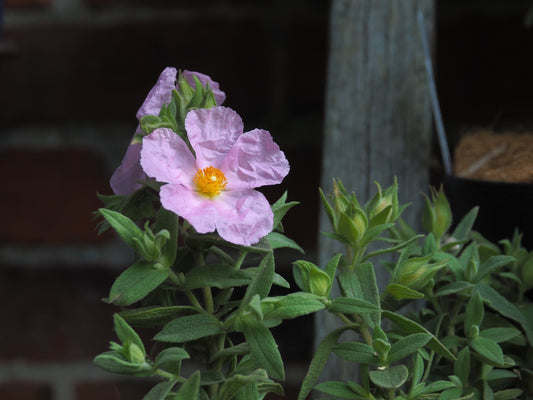 Cistus x pulverulentus 'Fiona' - Herrenkamper Gärten - Pflanzenraritäten