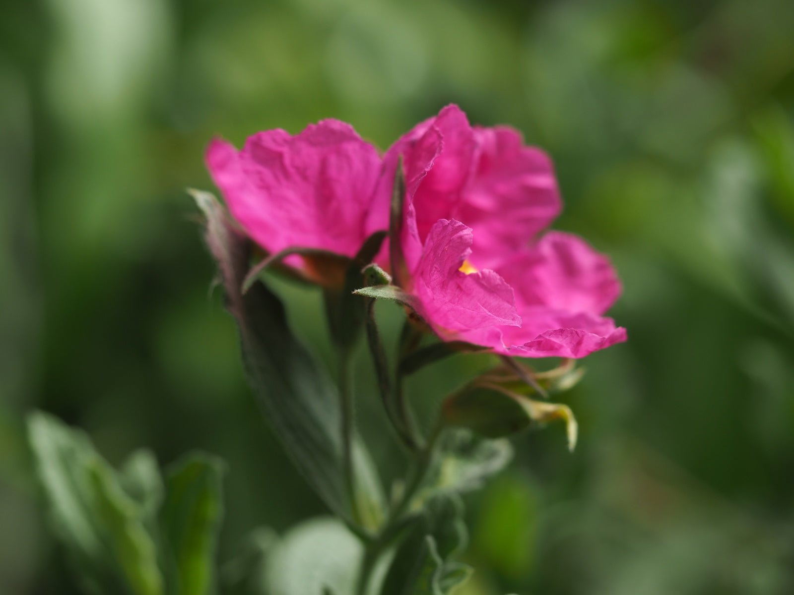 Cistus x pulverulentus 'Sunset' - Herrenkamper Gärten - Pflanzenraritäten