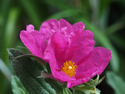 Cistus x pulverulentus 'Sunset' - Herrenkamper Gärten - Pflanzenraritäten