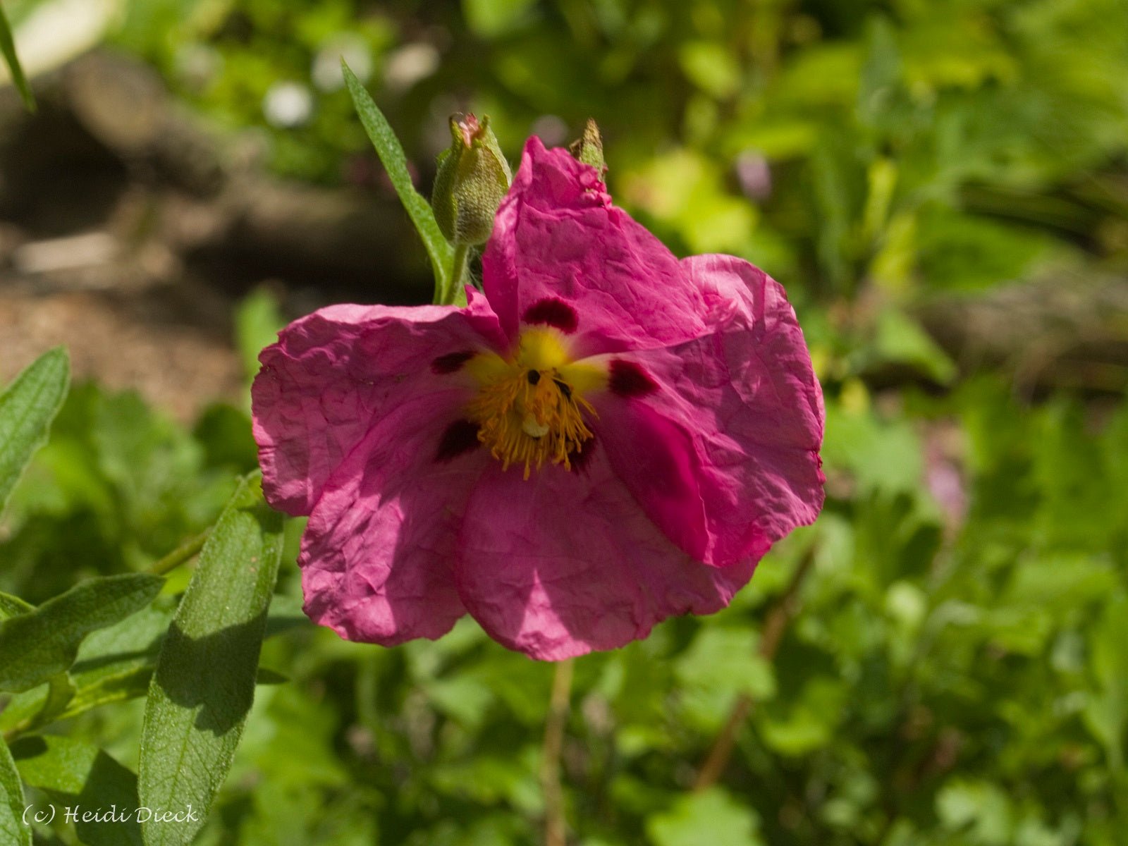 Cistus x purpureus - Herrenkamper Gärten - Pflanzenraritäten