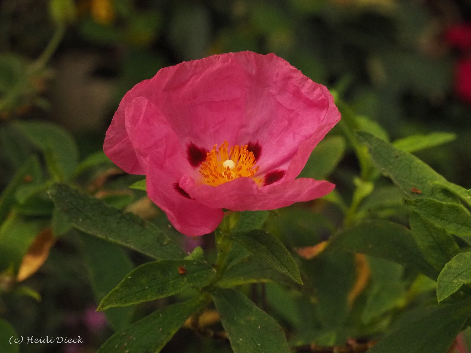 Cistus x purpureus - Herrenkamper Gärten - Pflanzenraritäten