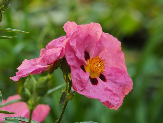 Cistus x purpureus 'Betty Taudevin' - Herrenkamper Gärten - Pflanzenraritäten