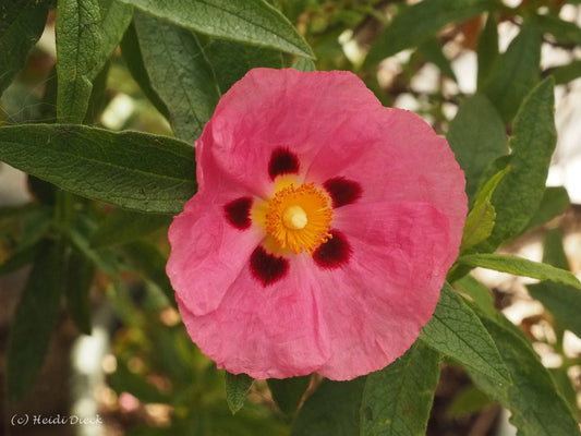 Cistus x purpureus 'Brilliancy' - Herrenkamper Gärten - Pflanzenraritäten