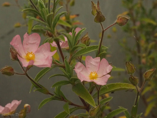 Cistus x skanbergii - Herrenkamper Gärten - Pflanzenraritäten