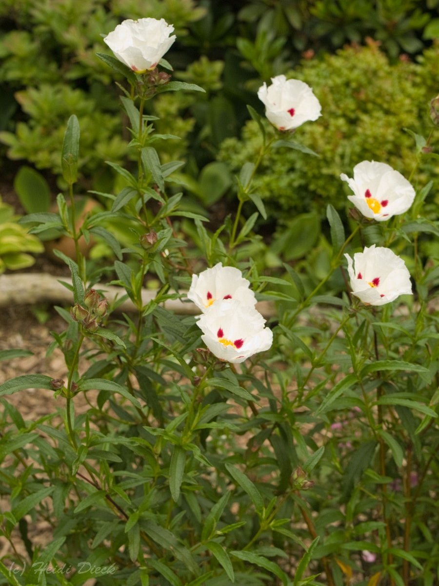 Cistus x stenophyllus - Herrenkamper Gärten - Pflanzenraritäten