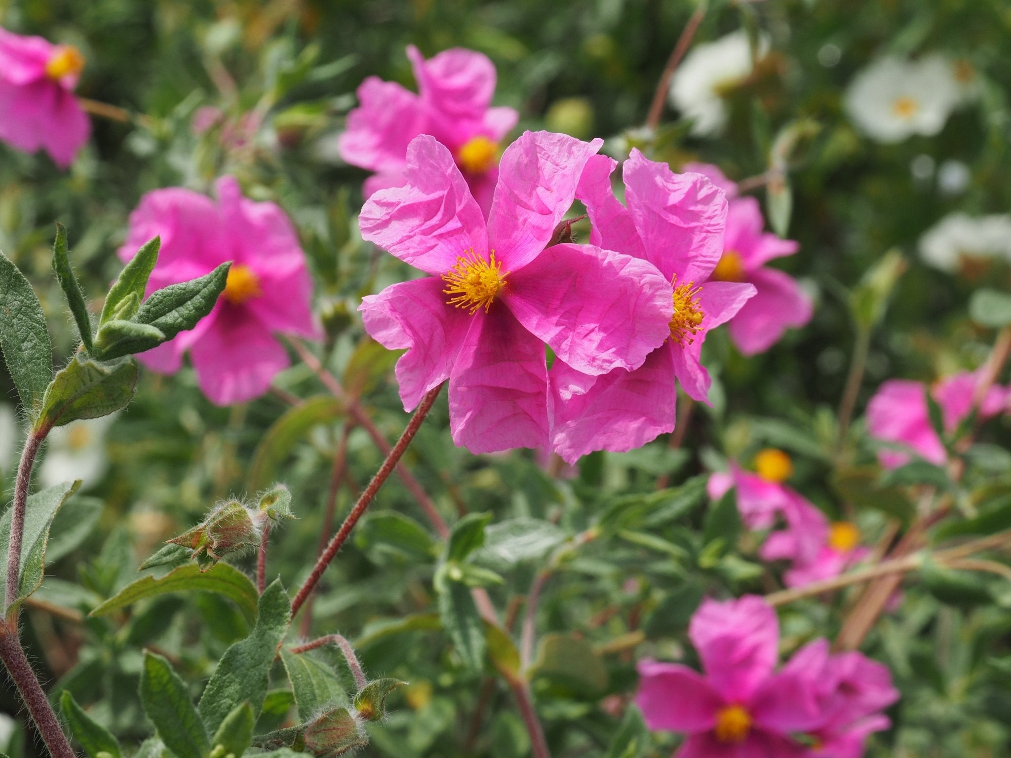 Cistus x ultraviolaceus - Herrenkamper Gärten - Pflanzenraritäten