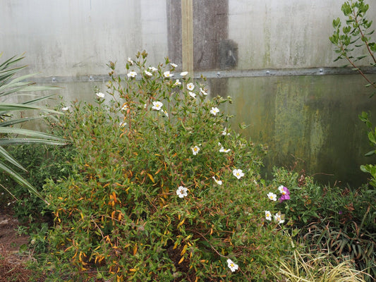 Cistus x verguinii 'Paul Percherat' - Herrenkamper Gärten - Pflanzenraritäten