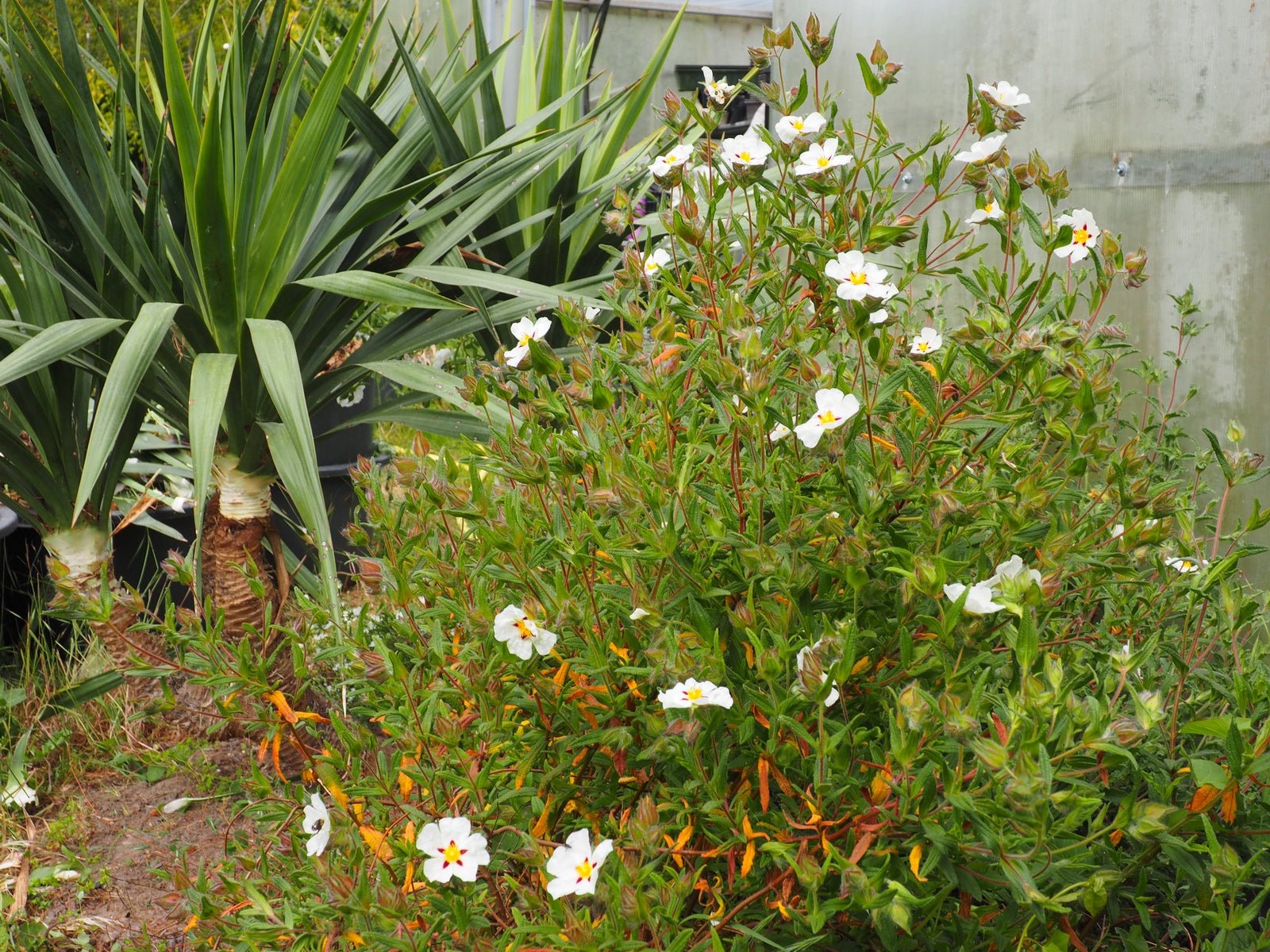 Cistus x verguinii 'Paul Percherat' - Herrenkamper Gärten - Pflanzenraritäten