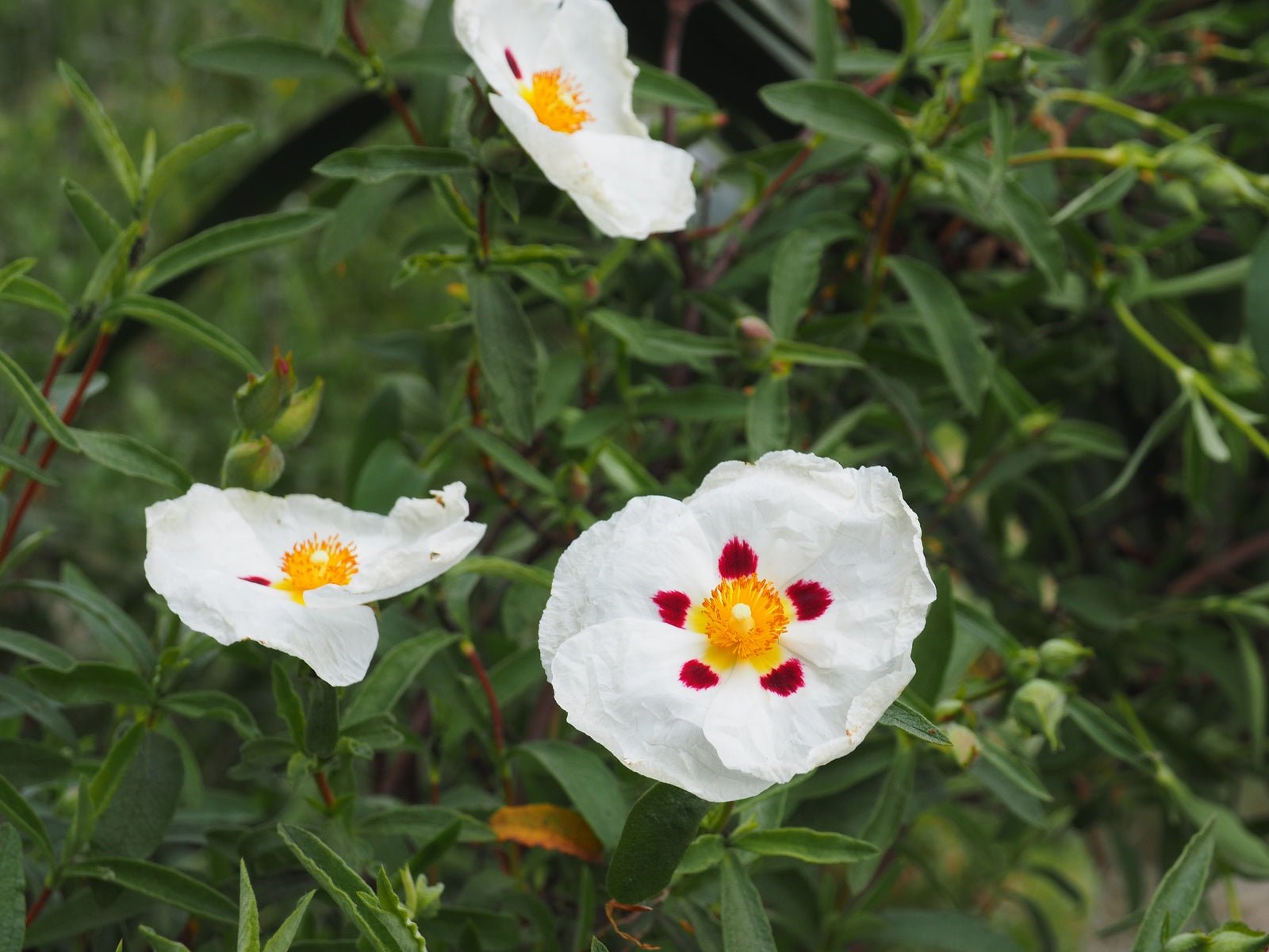 Cistus x verguinii 'Paul Percherat' - Herrenkamper Gärten - Pflanzenraritäten