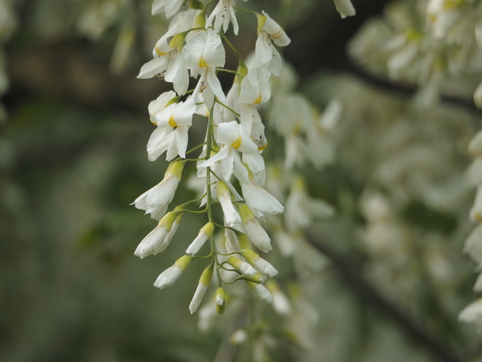 Cladrastis kentuckea (syn. C. lutea) - Herrenkamper Gärten - Pflanzenraritäten