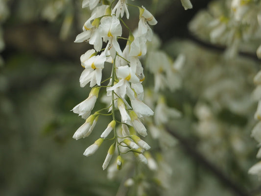 Cladrastis kentuckea (syn. C. lutea) - Herrenkamper Gärten - Pflanzenraritäten