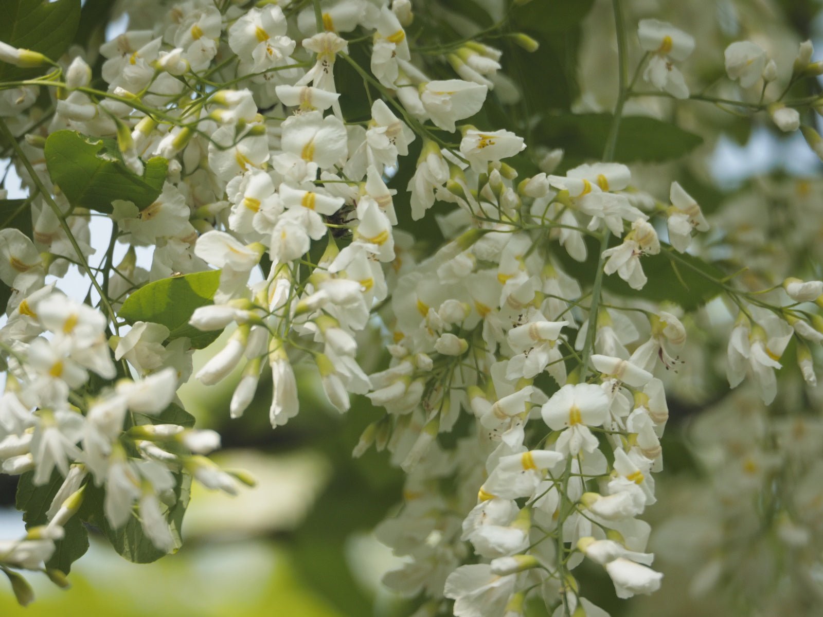 Cladrastis kentuckea (syn. C. lutea) - Herrenkamper Gärten - Pflanzenraritäten