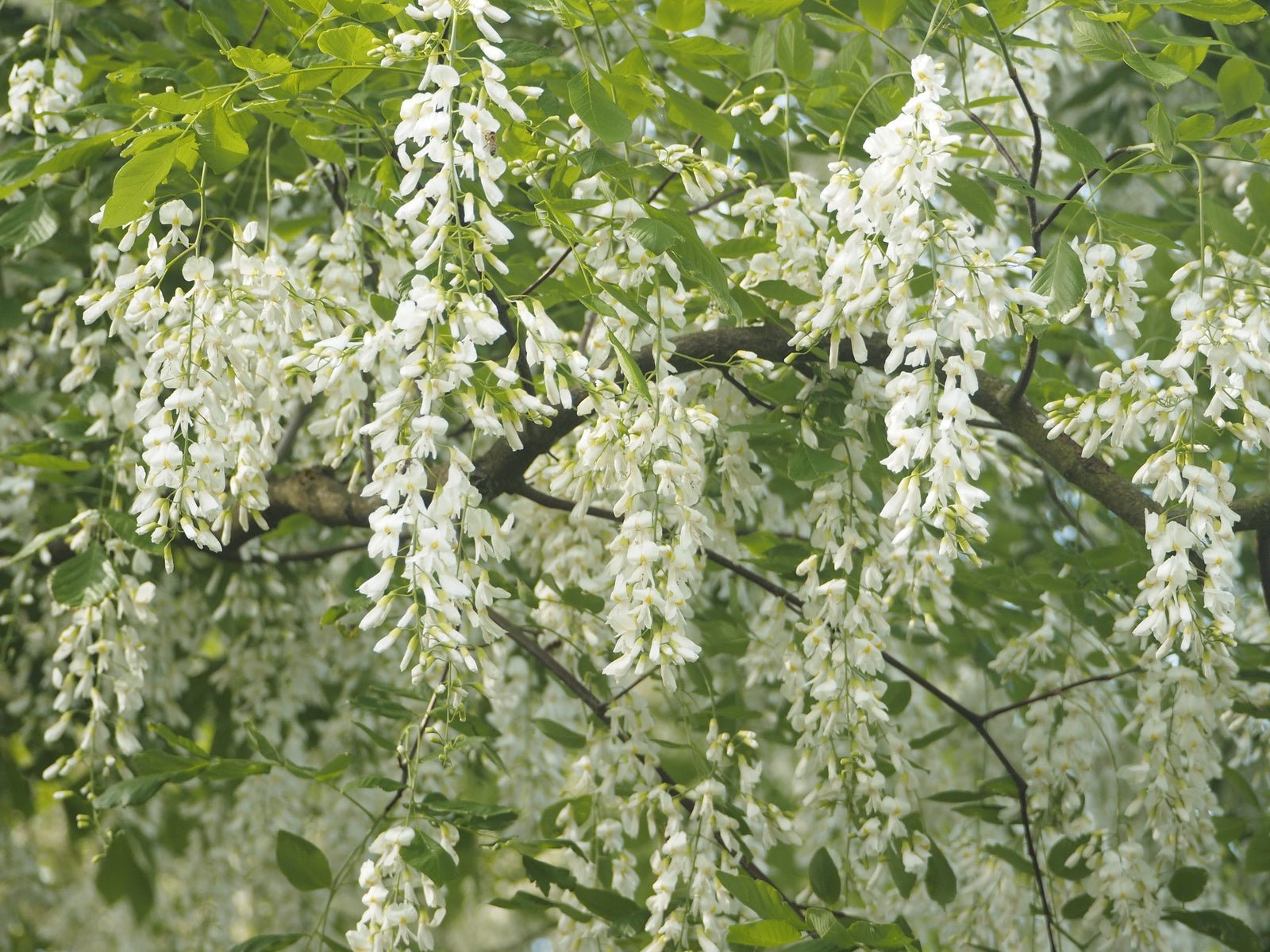 Cladrastis kentuckea (syn. C. lutea) - Herrenkamper Gärten - Pflanzenraritäten