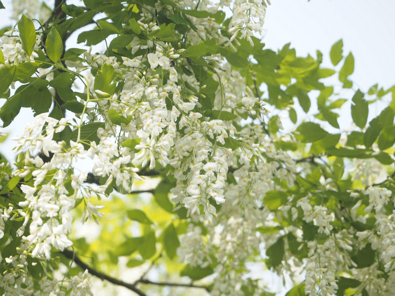 Cladrastis kentuckea (syn. C. lutea) - Herrenkamper Gärten - Pflanzenraritäten