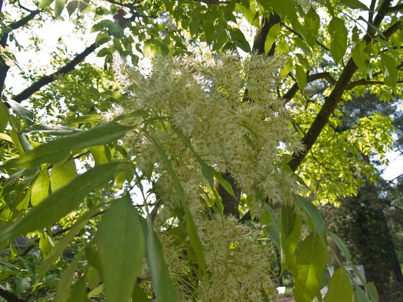 Cladrastis kentuckea (syn. C. lutea) - Herrenkamper Gärten - Pflanzenraritäten