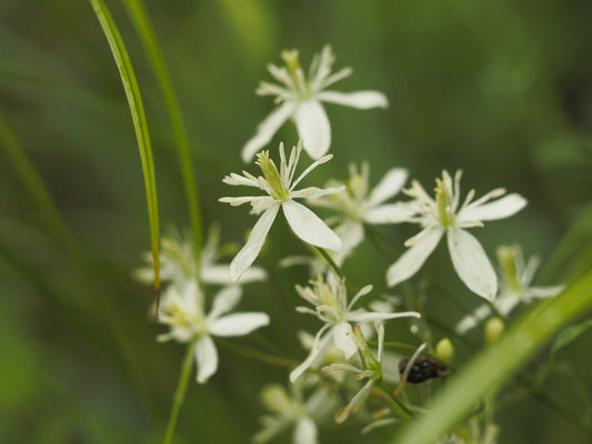 Clematis mandshurica - Herrenkamper Gärten - Pflanzenraritäten