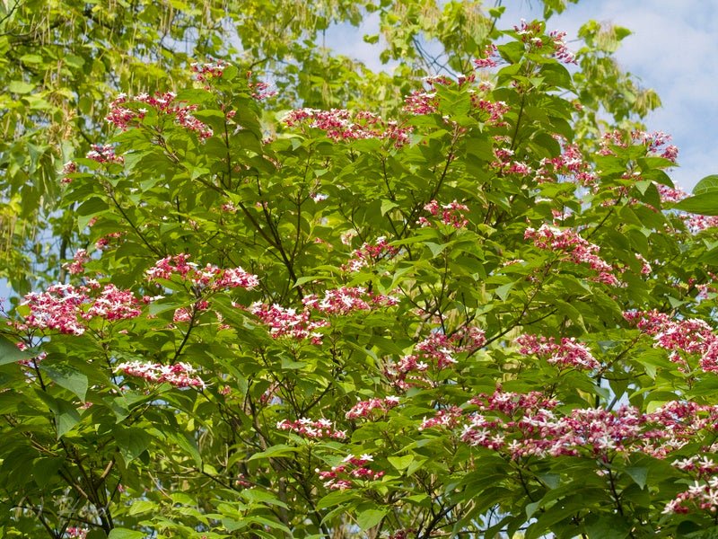 Clerodendrum trichotomum - Herrenkamper Gärten - Pflanzenraritäten