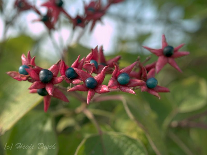 Clerodendrum trichotomum - Herrenkamper Gärten - Pflanzenraritäten