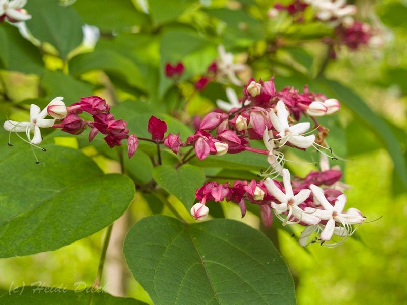 Clerodendrum trichotomum - Herrenkamper Gärten - Pflanzenraritäten