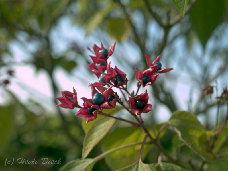 Clerodendrum trichotomum - Herrenkamper Gärten - Pflanzenraritäten