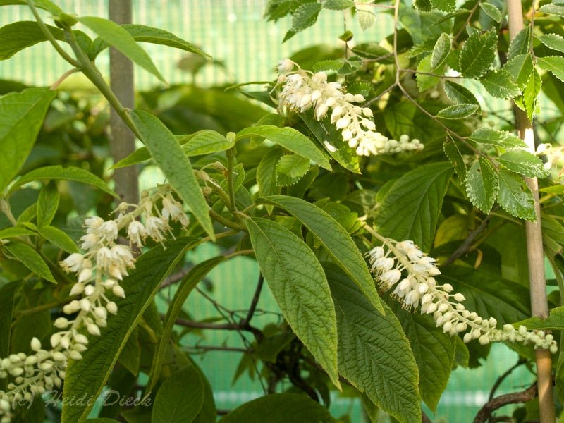 Clethra acuminata - Herrenkamper Gärten - Pflanzenraritäten