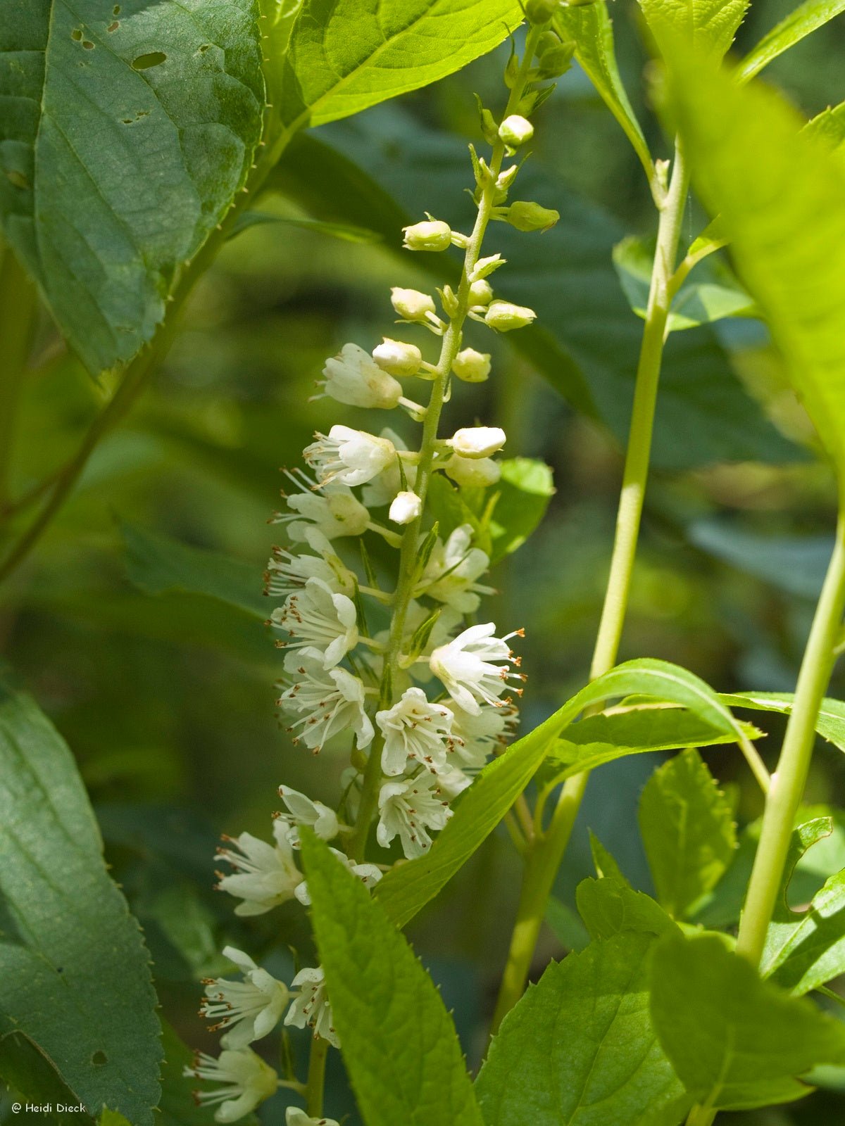 Clethra alnifolia - Herrenkamper Gärten - Pflanzenraritäten