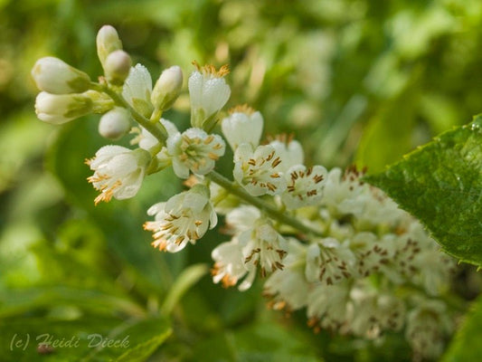 Clethra alnifolia 'Creel's Calico' - Herrenkamper Gärten - Pflanzenraritäten