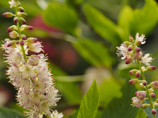 Clethra alnifolia 'Fern Valley Pink' - Herrenkamper Gärten - Pflanzenraritäten