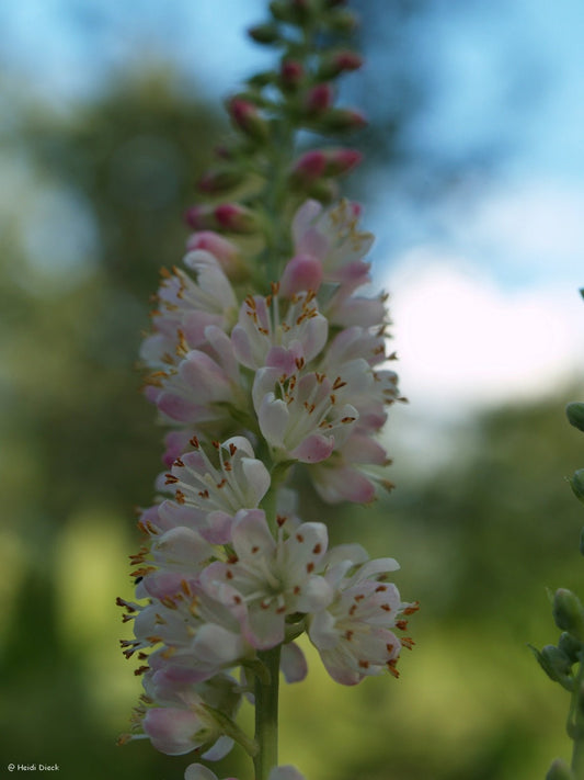 Clethra alnifolia 'Hookie Pink' - Herrenkamper Gärten - Pflanzenraritäten