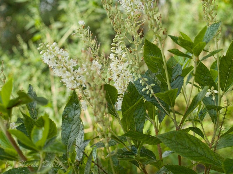 Clethra alnifolia 'Hummingbird' - Herrenkamper Gärten - Pflanzenraritäten