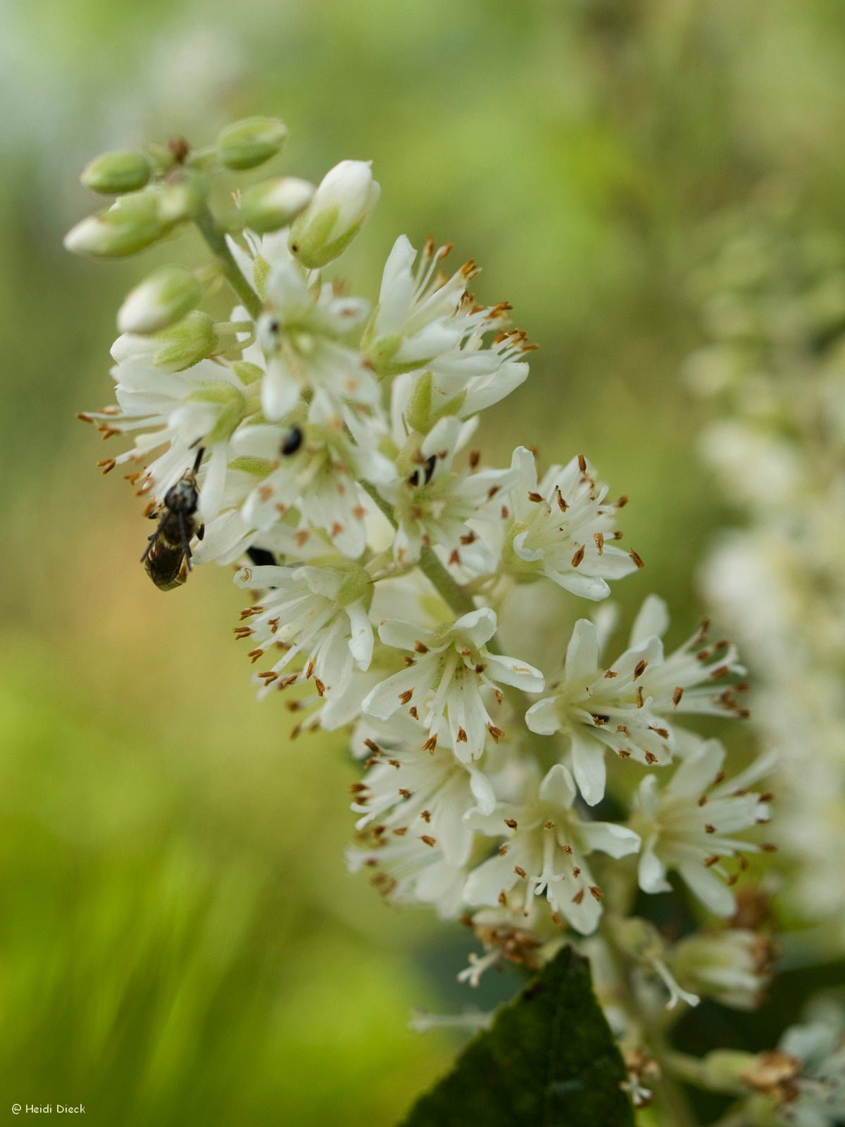 Clethra alnifolia 'Hummingbird' - Herrenkamper Gärten - Pflanzenraritäten