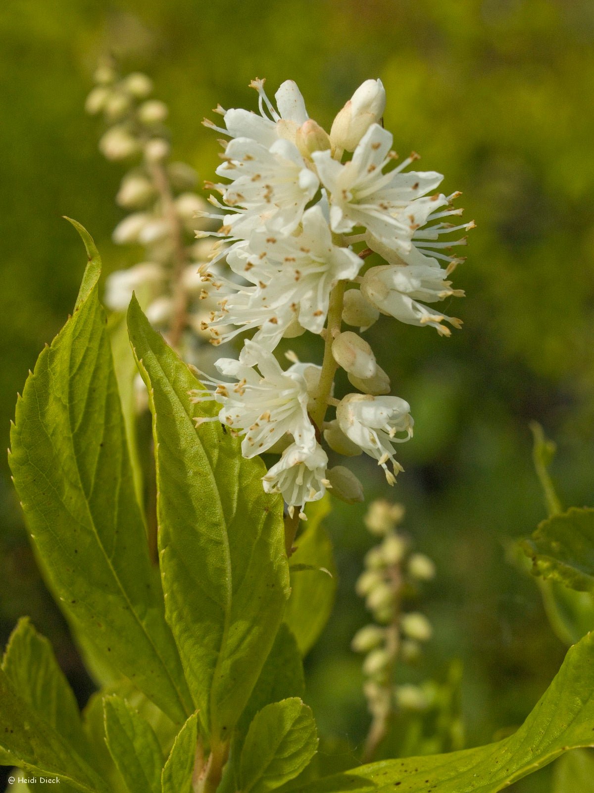 Clethra alnifolia 'Hummingbird' - Herrenkamper Gärten - Pflanzenraritäten