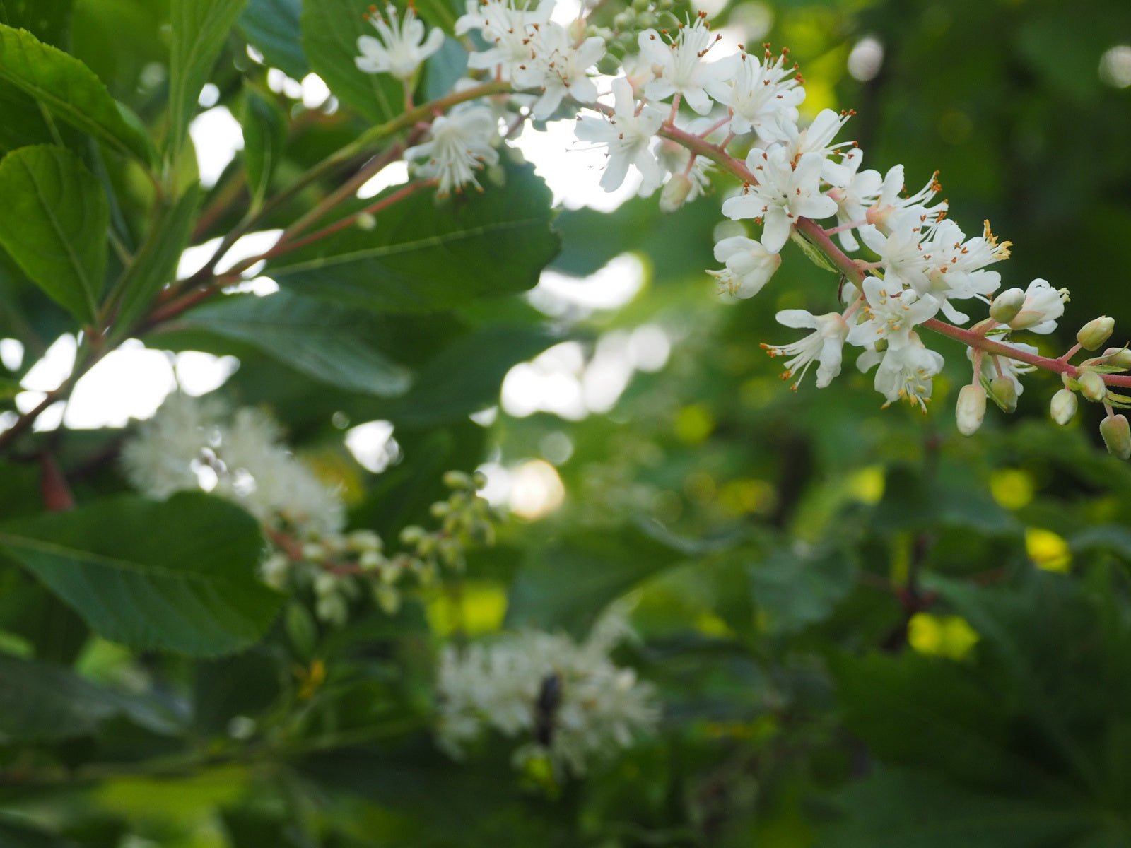 Clethra alnifolia 'Paniculata' - Herrenkamper Gärten - Pflanzenraritäten