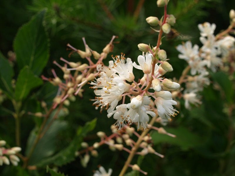 Clethra alnifolia 'Paniculata' - Herrenkamper Gärten - Pflanzenraritäten