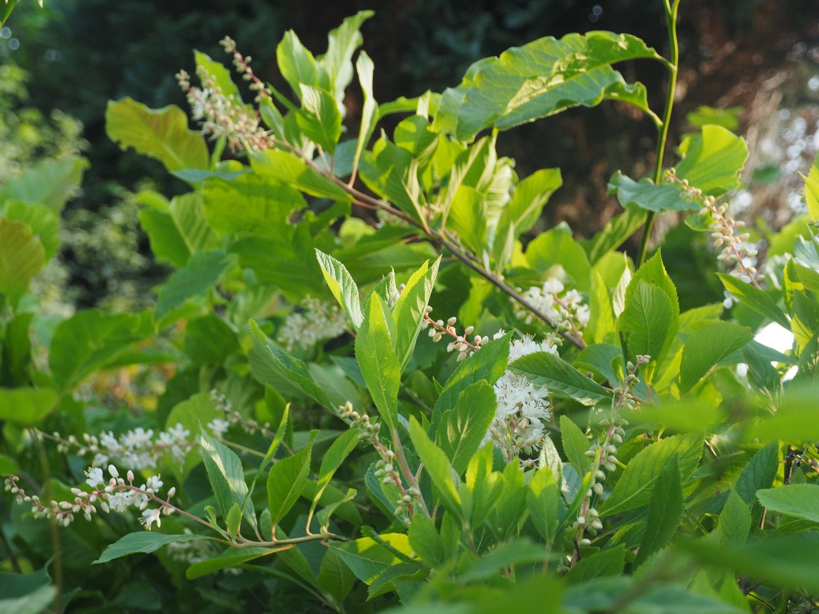 Clethra alnifolia 'Paniculata' - Herrenkamper Gärten - Pflanzenraritäten