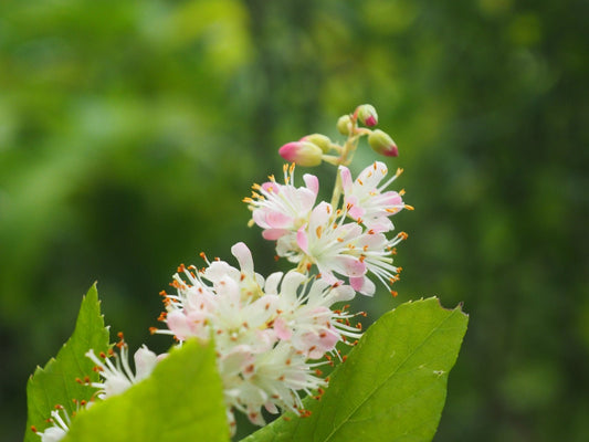 Clethra alnifolia 'Pink Spire' - Herrenkamper Gärten - Pflanzenraritäten