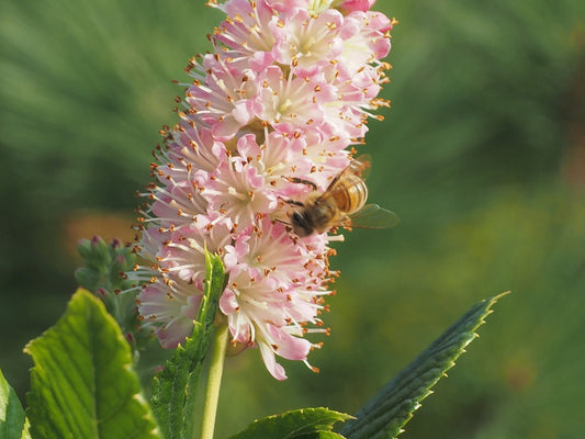 Clethra alnifolia 'Rosea' - Herrenkamper Gärten - Pflanzenraritäten