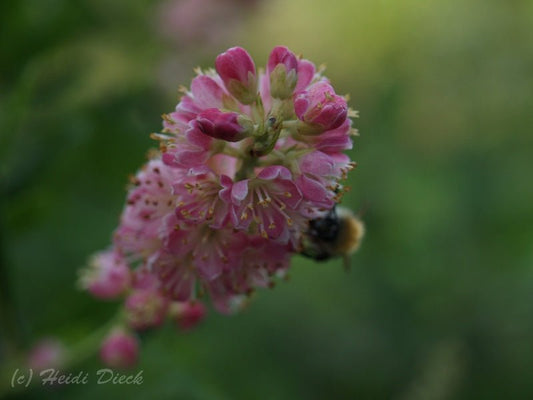 Clethra alnifolia 'Ruby Spice' - Herrenkamper Gärten - Pflanzenraritäten